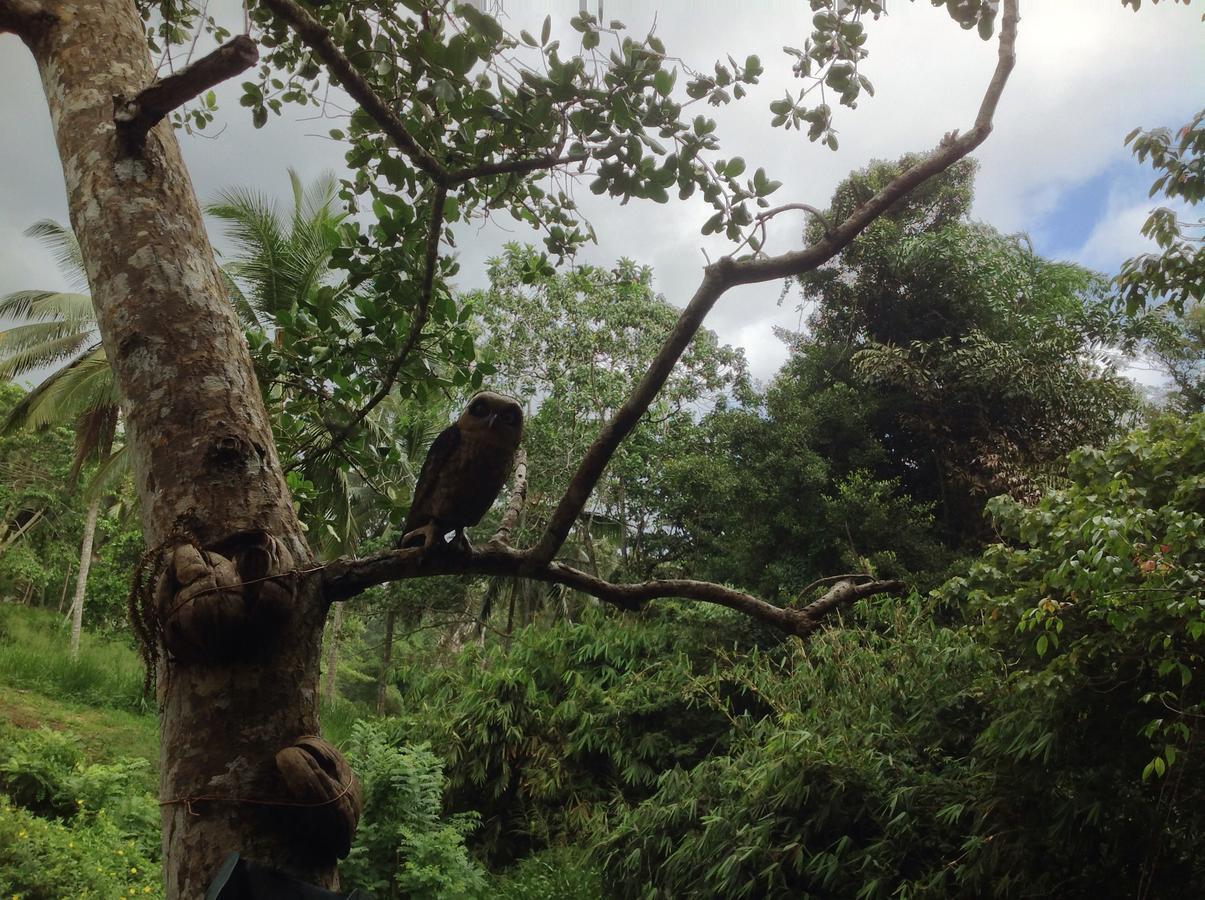 Explore Sinharaja Rain Forest Tour Camp Dombagoda Bagian luar foto