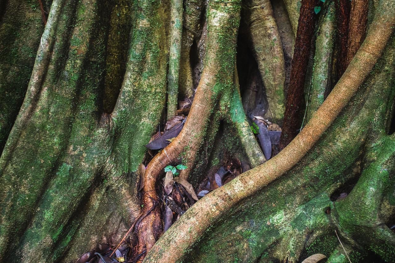 Explore Sinharaja Rain Forest Tour Camp Dombagoda Bagian luar foto