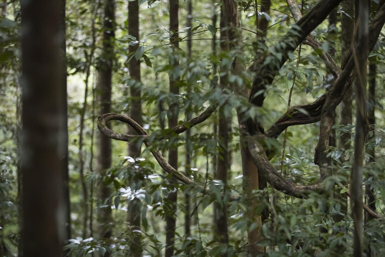 Explore Sinharaja Rain Forest Tour Camp Dombagoda Bagian luar foto